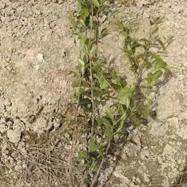 1米高茶梅裸根