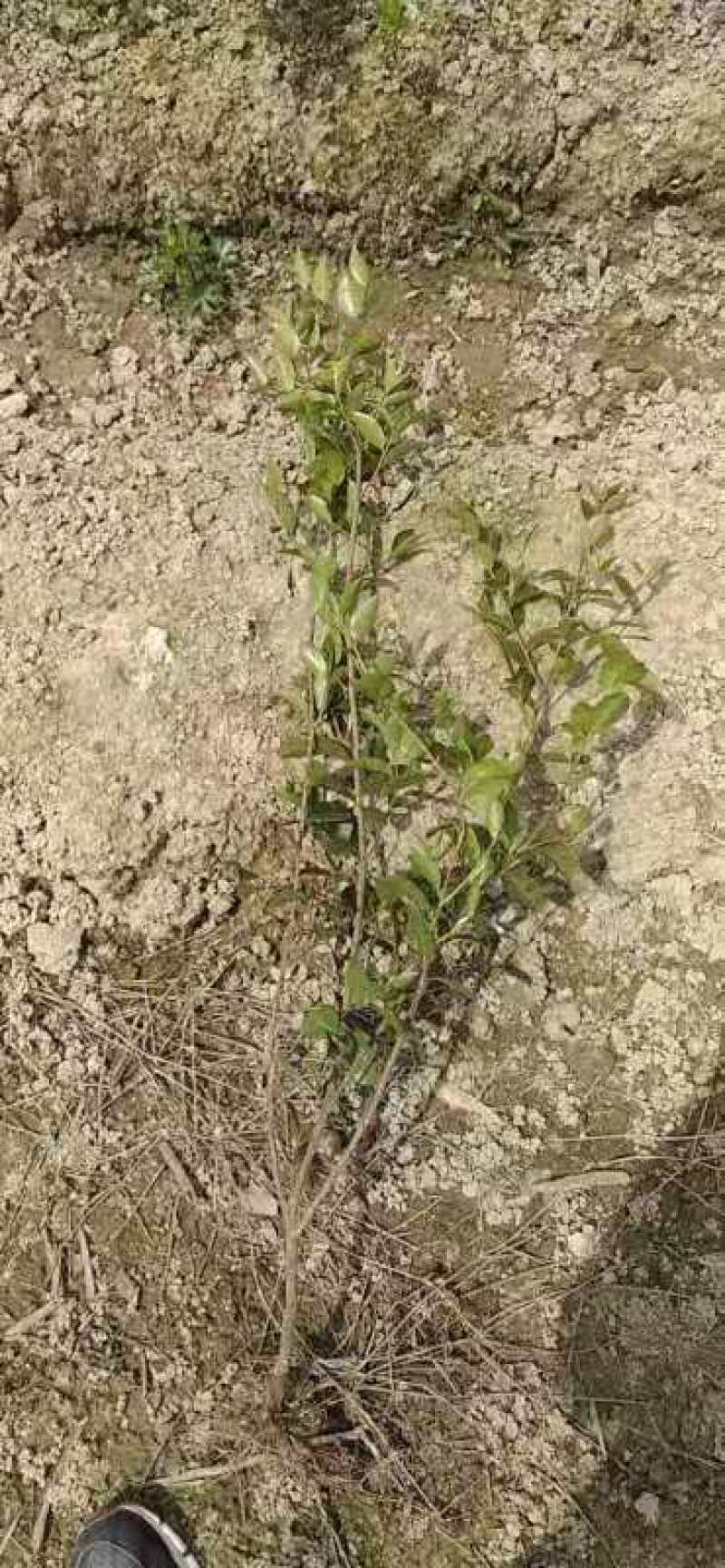 1米高茶梅裸根