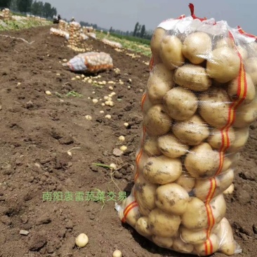 万亩土豆基地大量上市中！诚信为本！信誉第一！质量**！