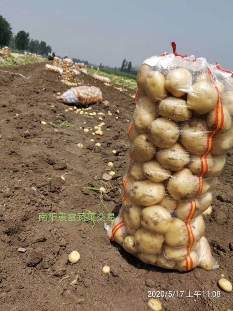 万亩土豆基地大量上市中！诚信为本！信誉第一！质量**！