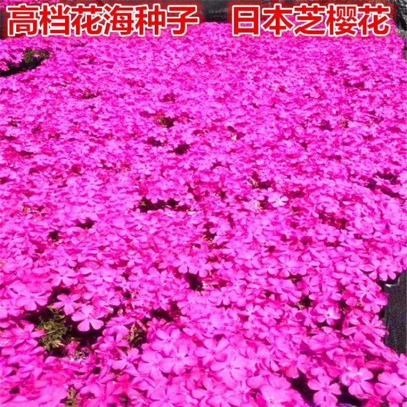 芝樱种子福禄考种子盆栽芝樱花卉种子多年生丛生植物耐寒草本