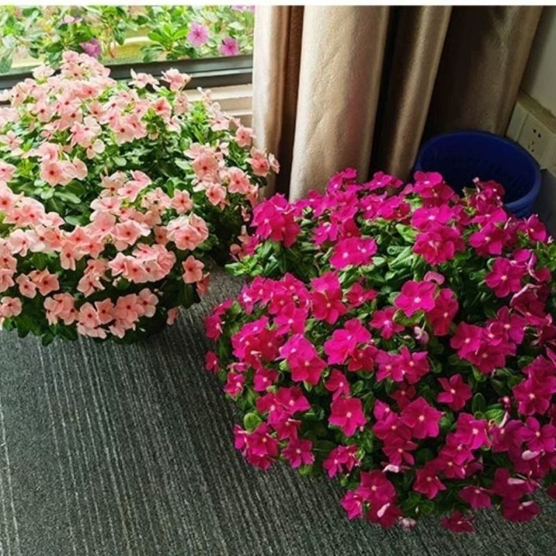 芝樱种子福禄考种子盆栽芝樱花卉种子多年生丛生植物耐寒草本