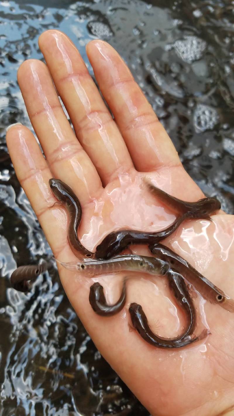 七星鱼苗山斑鱼苗花星鱼苗七星鱼淡水鱼苗