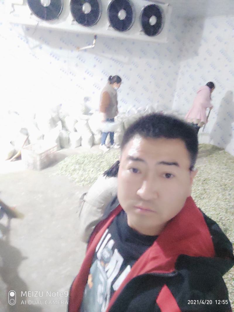 槐花槐树花新鲜野生槐花特菜当季蔬菜当天采摘鲜货