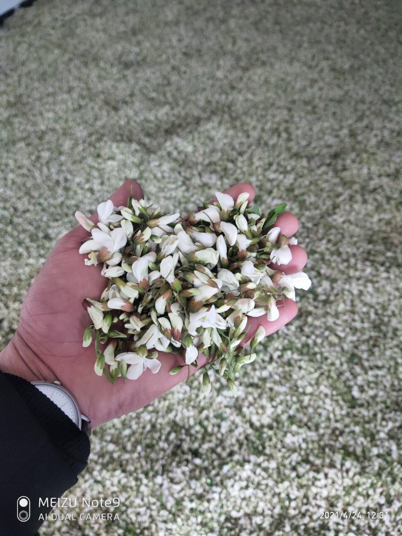 槐花槐树花新鲜野生槐花特菜当季蔬菜当天采摘鲜货