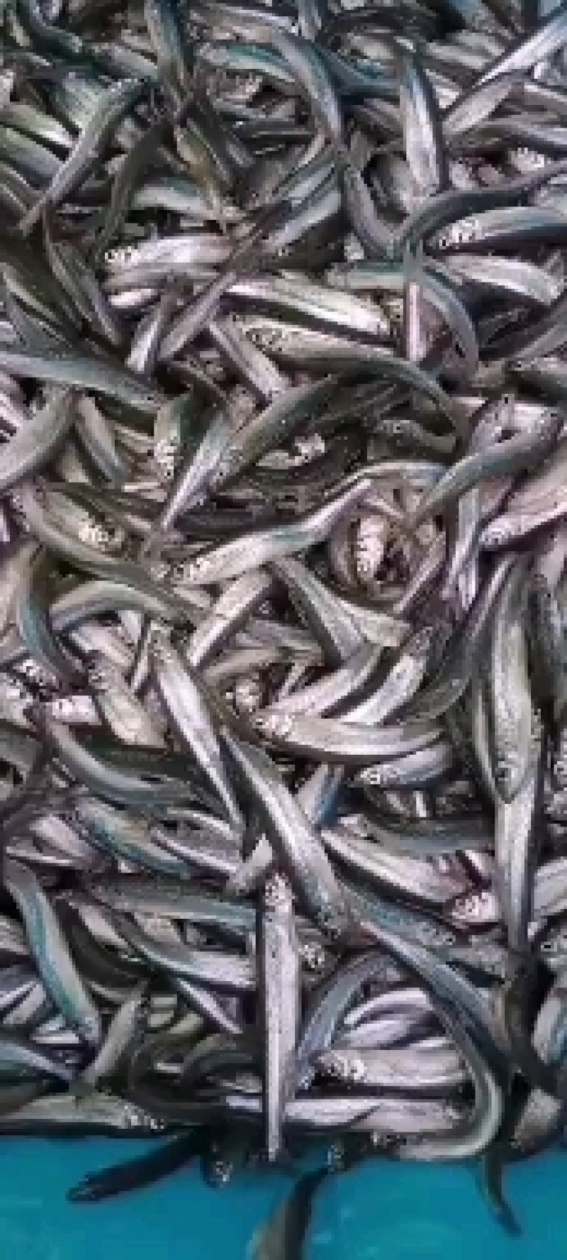 春生鱼