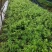 南方红豆杉芽苗，高度7公分左右，可上杯苗