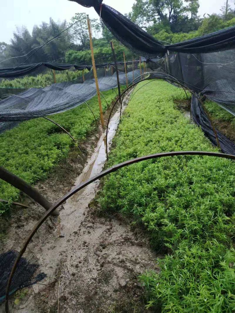 南方红豆杉芽苗，高度7公分左右，可上杯苗