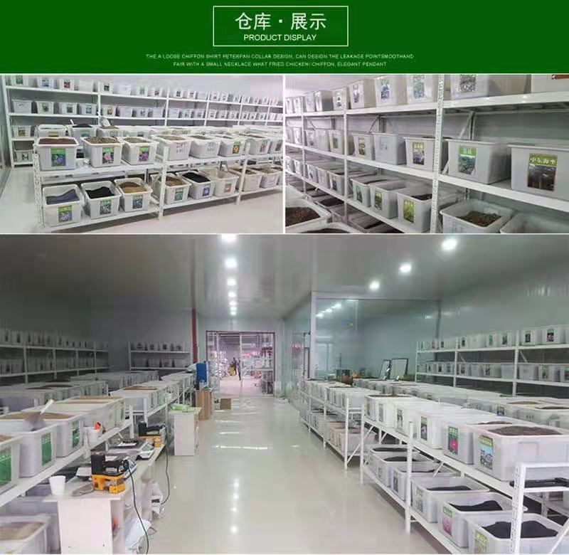 芝樱种子福禄考种子盆栽芝樱花卉种子多年生丛生植物耐寒草本