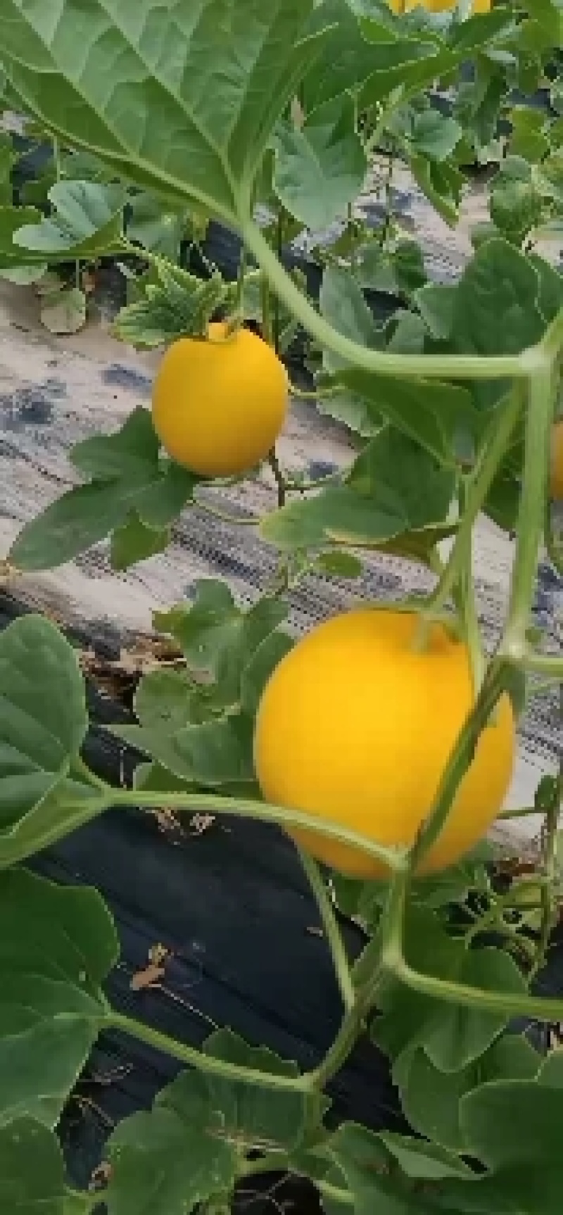瑞红甜瓜黄河蜜甜瓜产地大量现货供应现摘现发