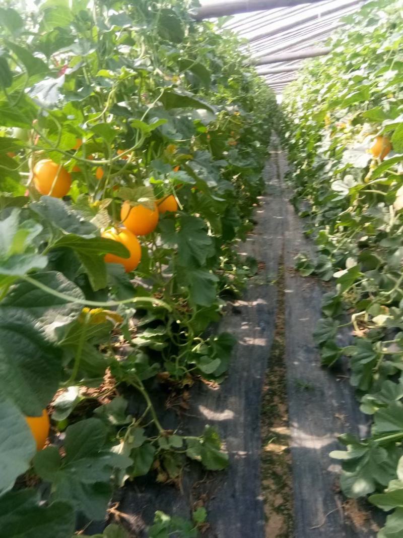 瑞红甜瓜黄河蜜甜瓜产地大量现货供应现摘现发