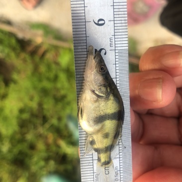 鳜鱼苗桂花鱼苗