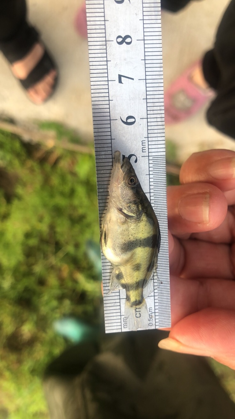 鳜鱼苗桂花鱼苗