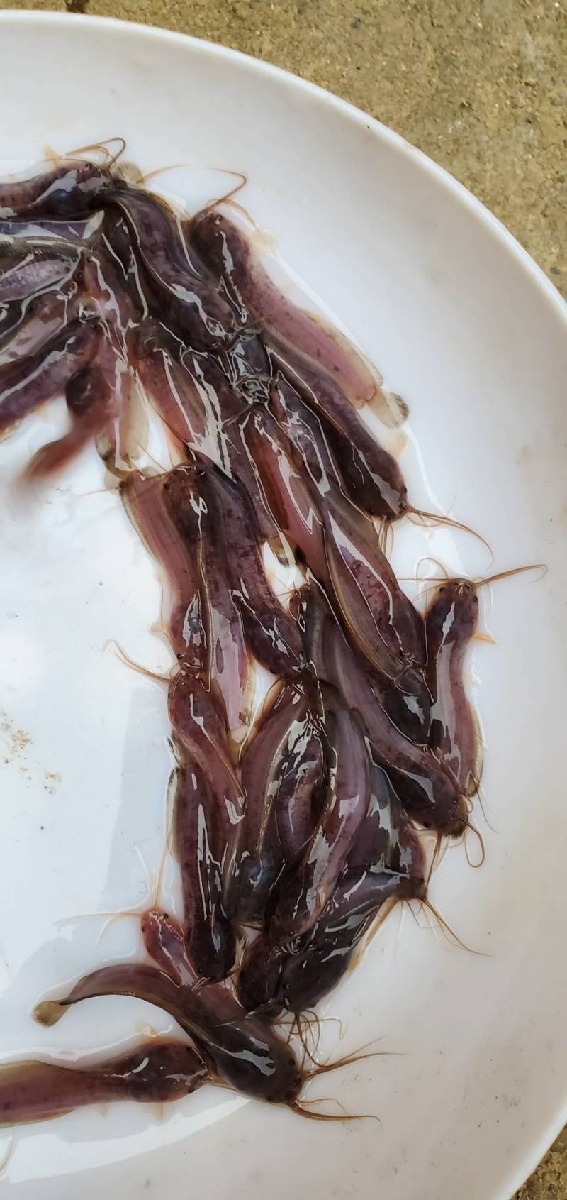 塘鲺鱼苗本地塘鲺鱼苗大量现货快大种塘鲺鱼苗