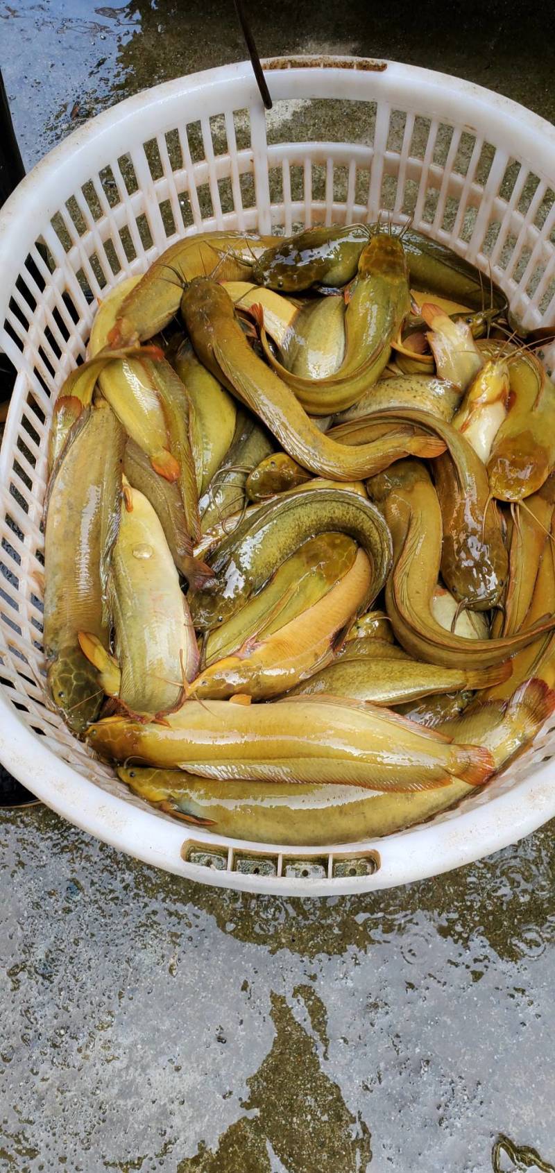 塘鲺鱼苗本地塘鲺鱼苗大量现货快大种塘鲺鱼苗