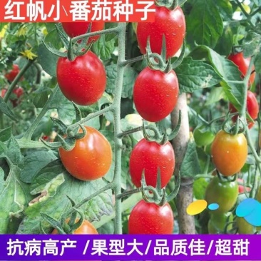 红帆小番茄樱桃番茄圣女果品质小番茄～种子芽率超国标