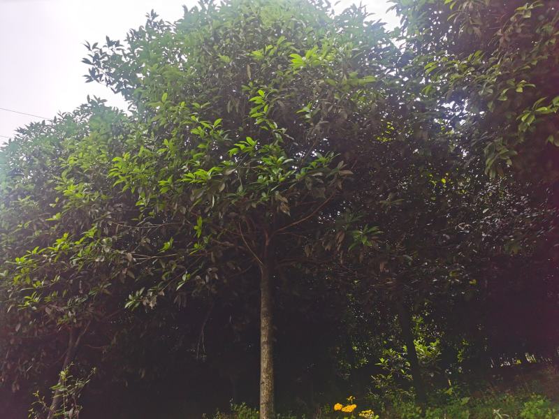 桂花树
