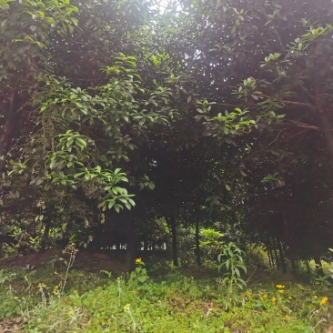 桂花树