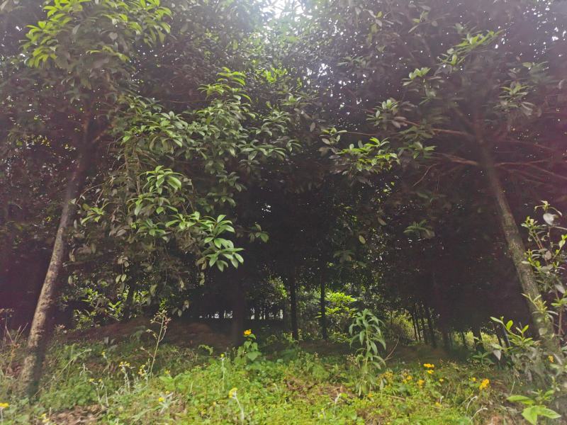 桂花树