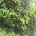桂花树