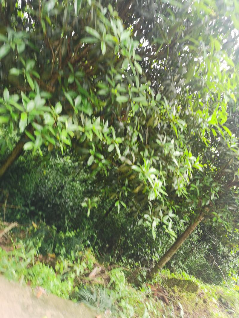 桂花树