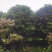 桂花树