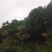 桂花树