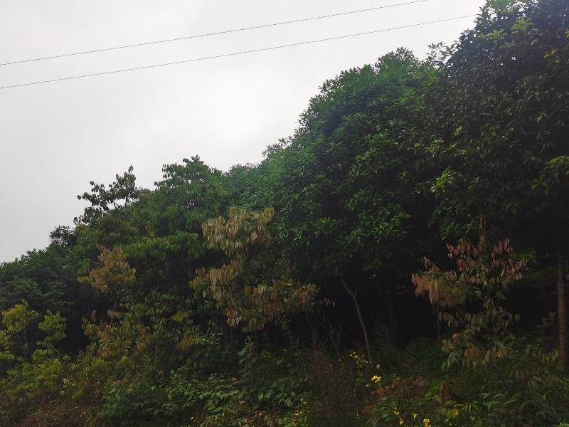 桂花树