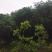 桂花树