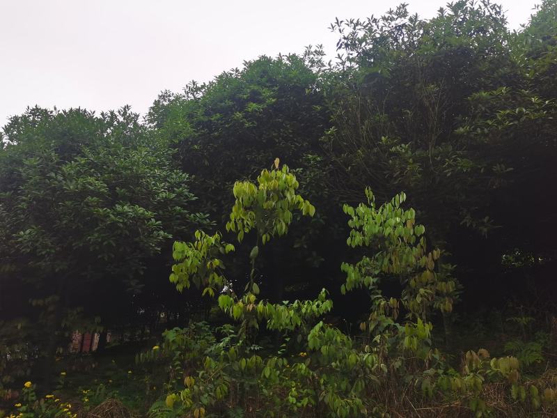 桂花树