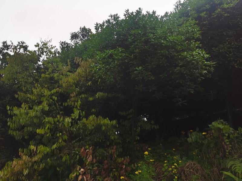 桂花树