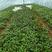 西瓜红各种红薯苗保质保量，基地直发，量大从优欢迎咨询