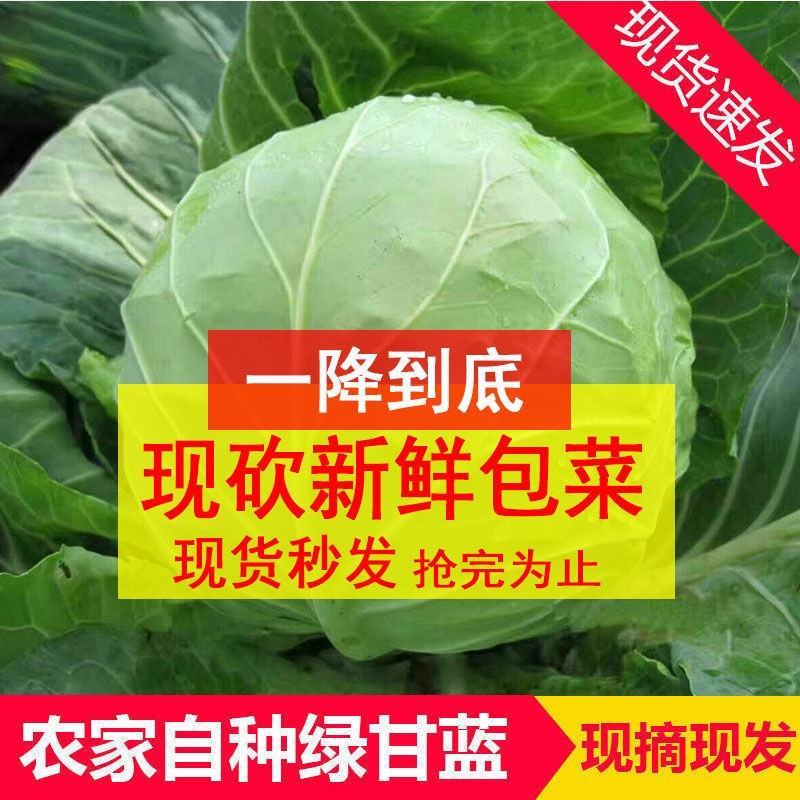 蔬菜甘蓝圆包菜单个1~2公斤大量上市中货源充足