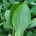 江苏上海青(小油菜)产地直供学校食品厂量大从优保质保量