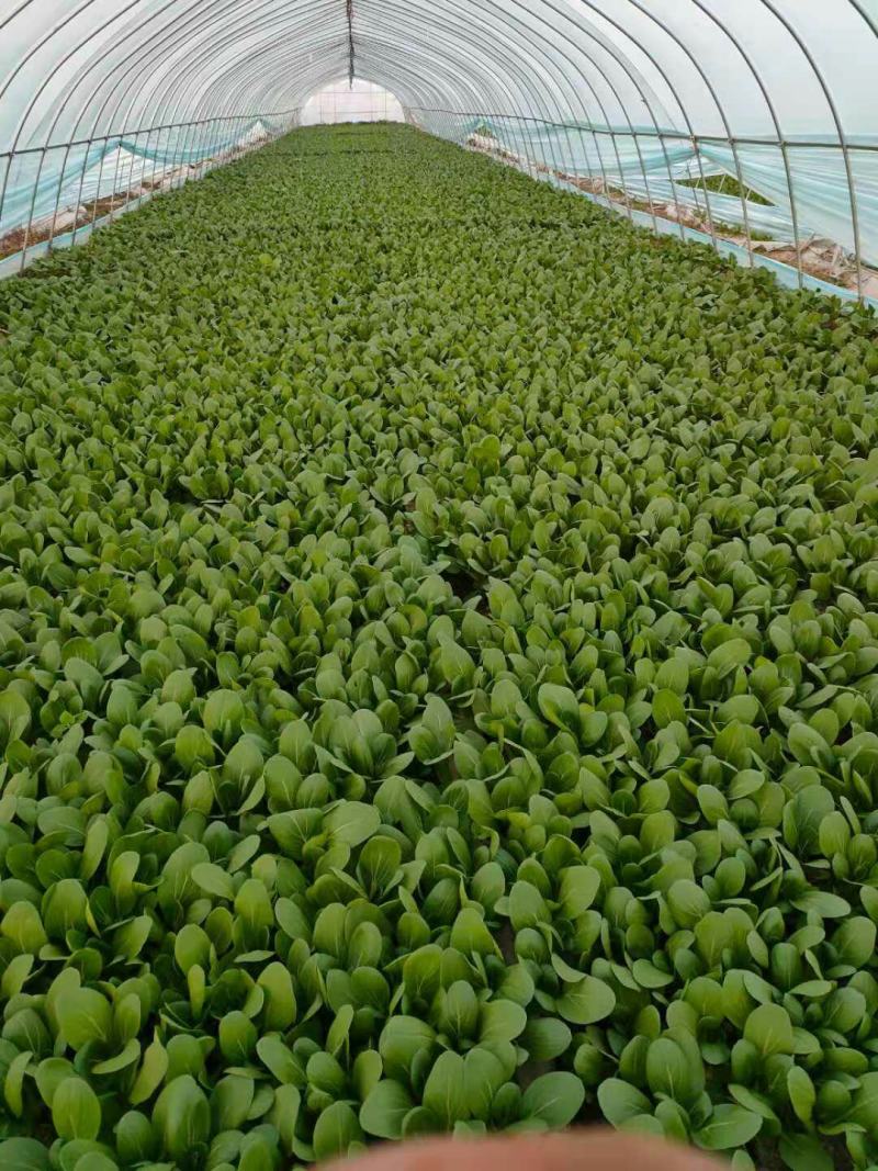 江苏上海青(小油菜)产地直供学校食品厂量大从优保质保量