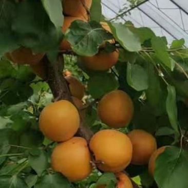 金太阳杏陕西精品杏基地直供，规格齐全，对接市场批发商