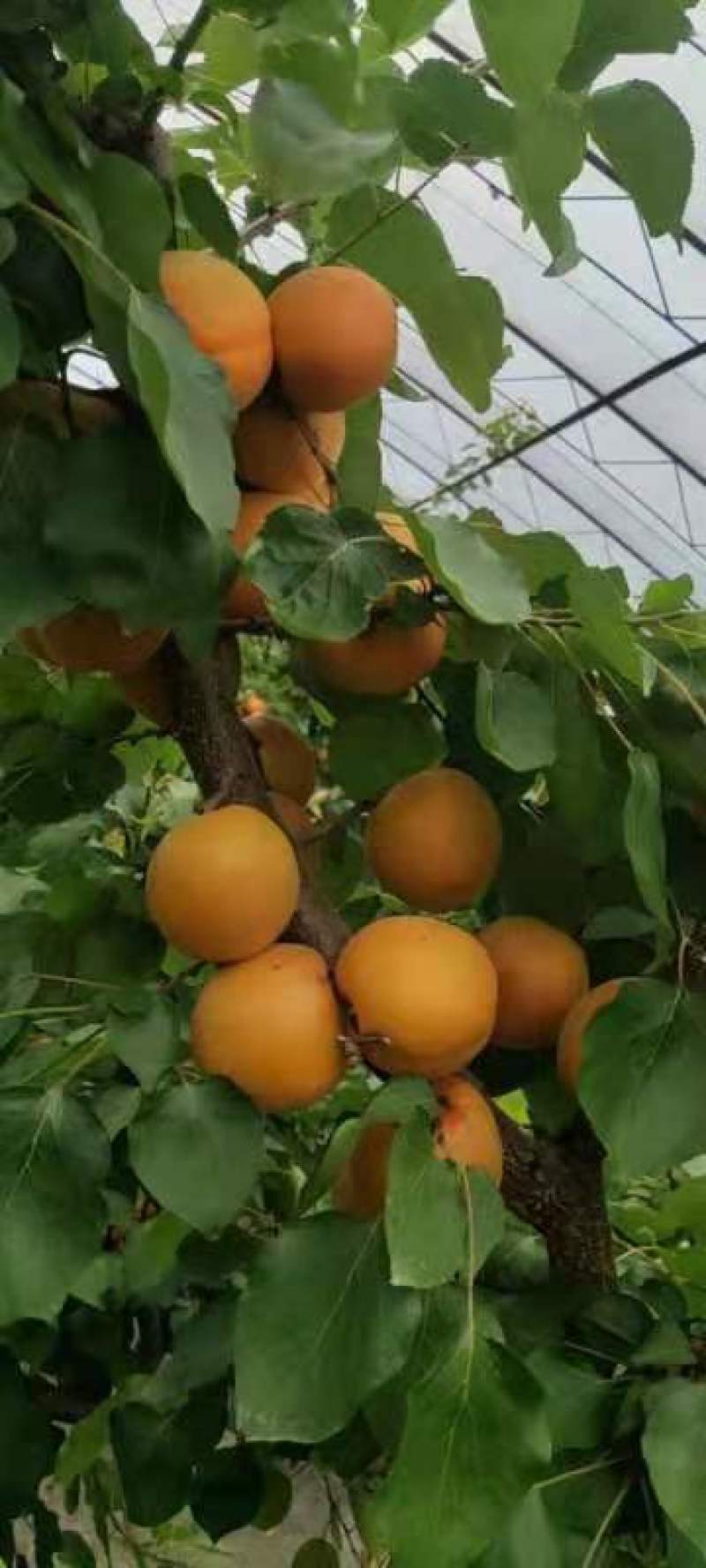 金太阳杏陕西精品杏基地直供，规格齐全，对接市场批发商