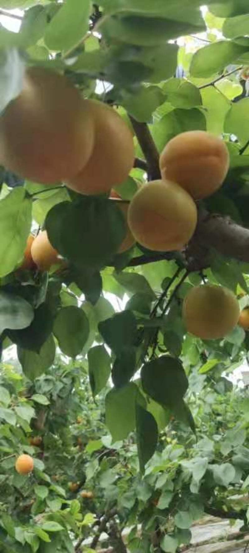 金太阳杏陕西精品杏基地直供，规格齐全，对接市场批发商