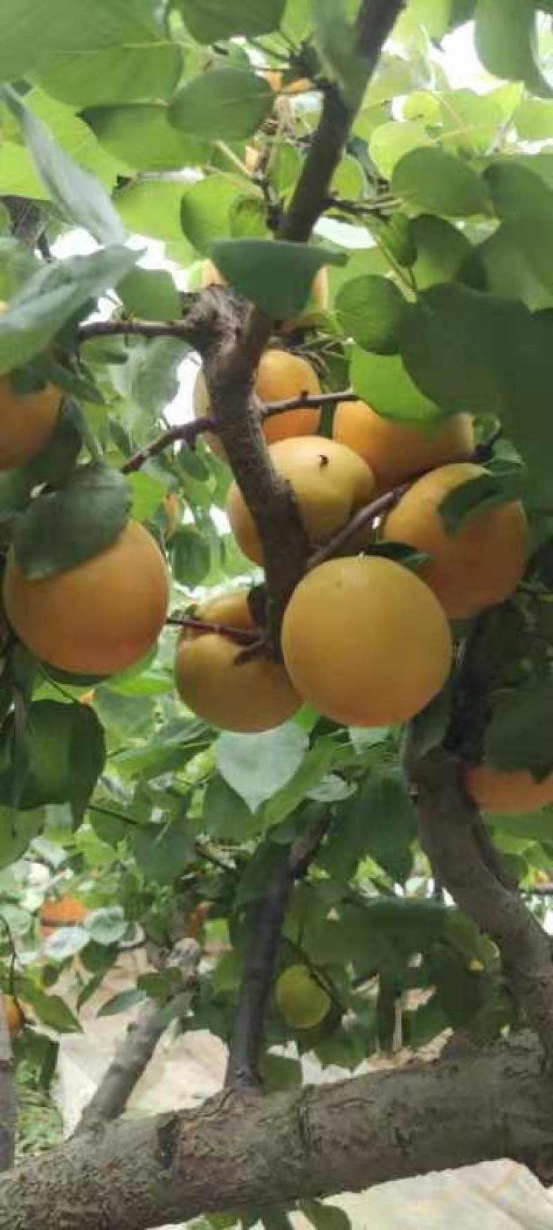 金太阳杏陕西精品杏基地直供，规格齐全，对接市场批发商