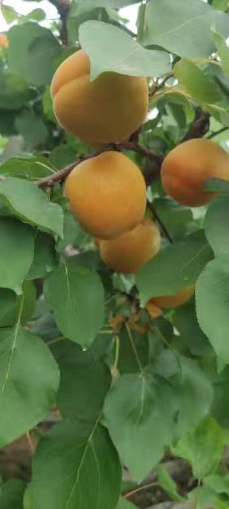 金太阳杏陕西精品杏基地直供，规格齐全，对接市场批发商