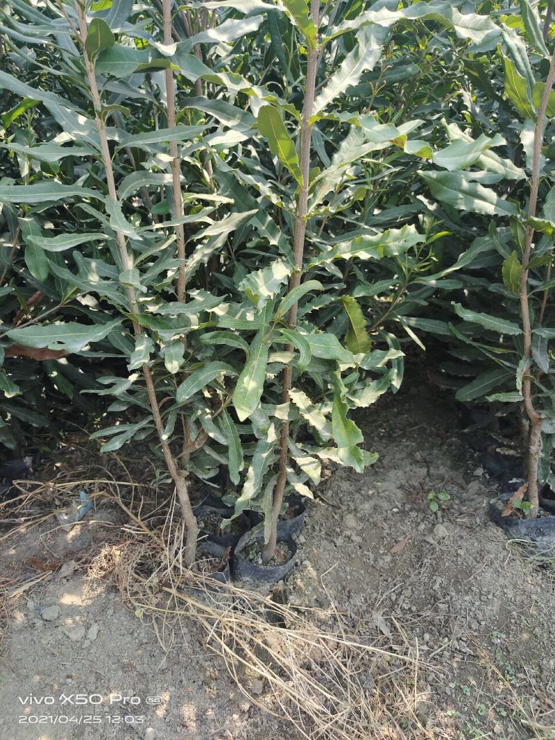夏威夷果嫁接苗，大苗60万株；品种优良，价格实惠