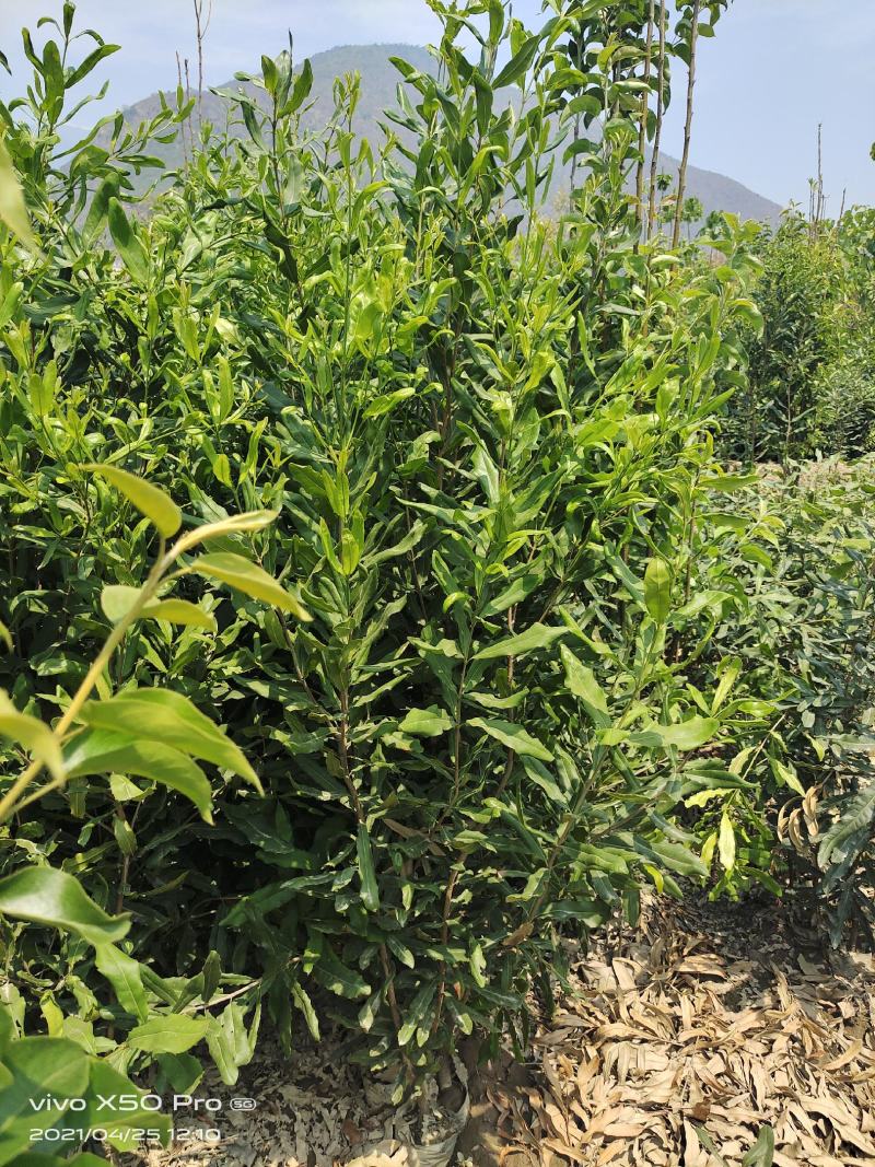 夏威夷果嫁接苗，大苗60万株；品种优良，价格实惠