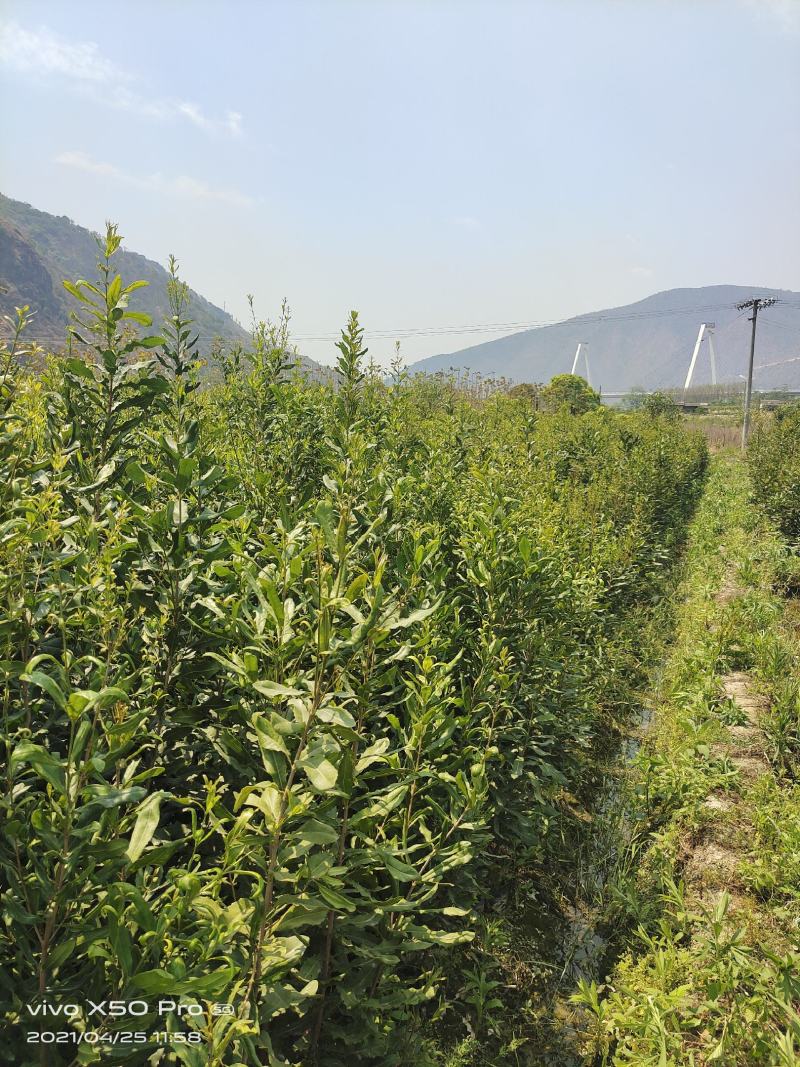 夏威夷果嫁接苗，大苗60万株；品种优良，价格实惠