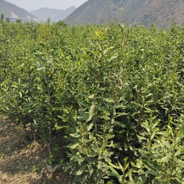 夏威夷果嫁接苗，大苗60万株；品种优良，价格实惠