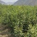 夏威夷果嫁接苗，大苗60万株；品种优良，价格实惠