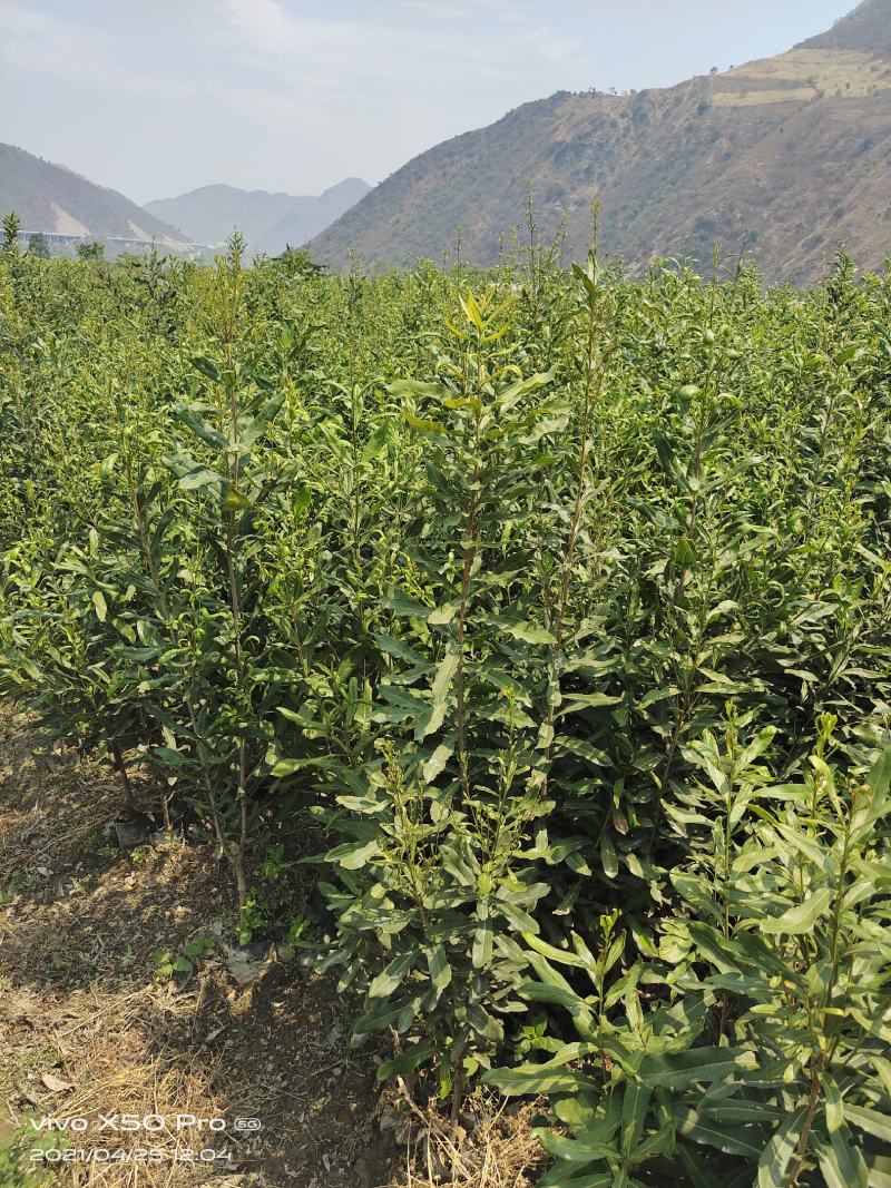 夏威夷果嫁接苗，大苗60万株；品种优良，价格实惠