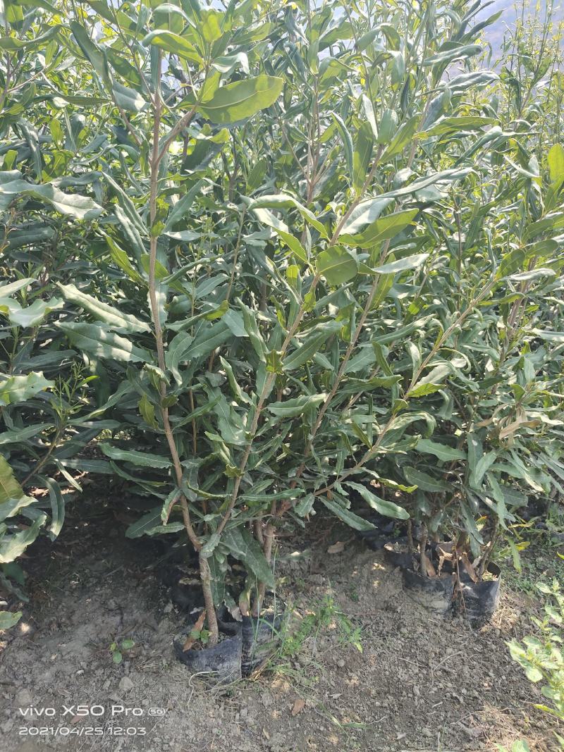 夏威夷果嫁接苗，大苗60万株；品种优良，价格实惠
