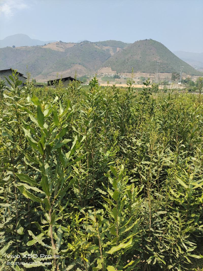 夏威夷果嫁接苗，大苗60万株；品种优良，价格实惠