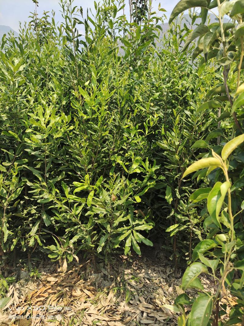 夏威夷果嫁接苗，大苗60万株；品种优良，价格实惠
