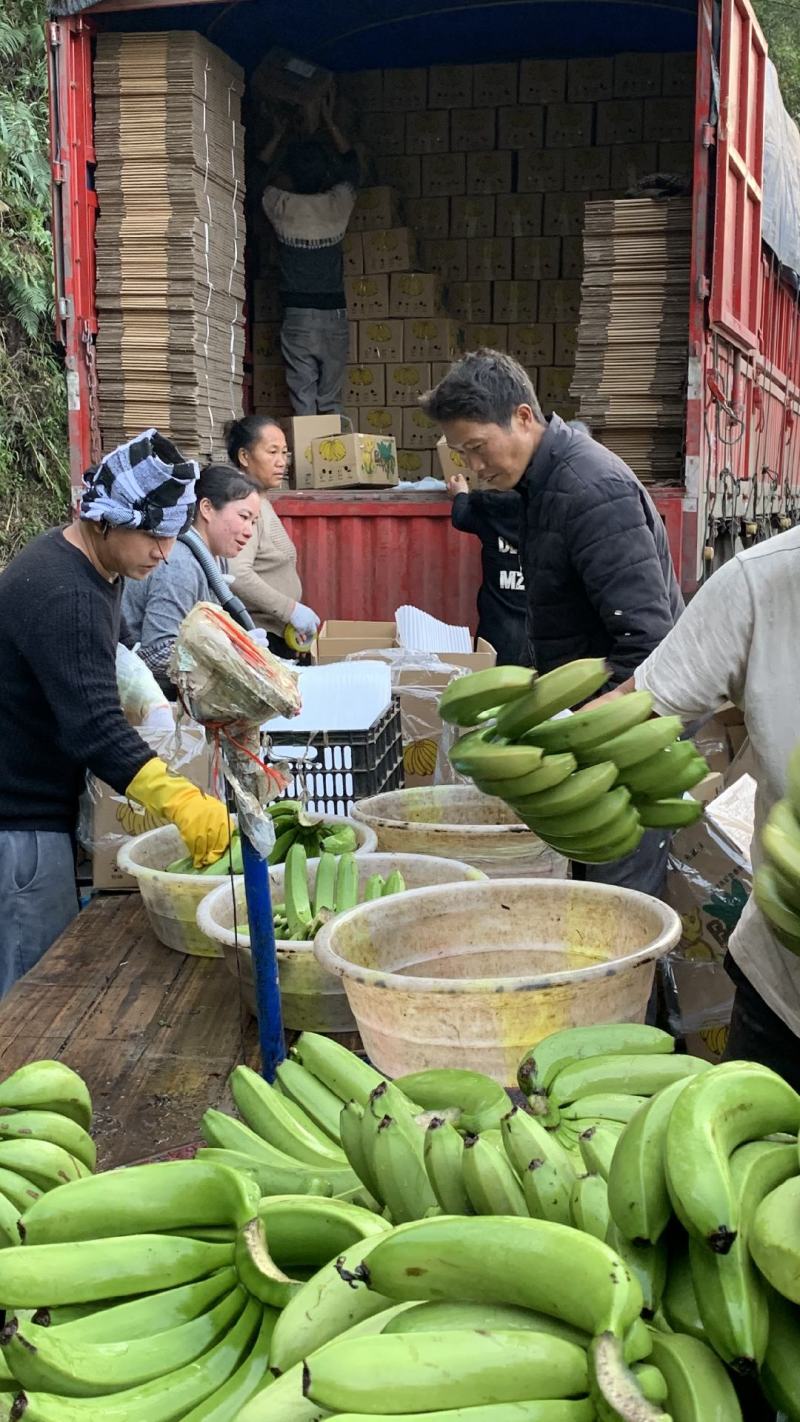 云南高山威廉斯甜香蕉产地大量供应平台电商链接